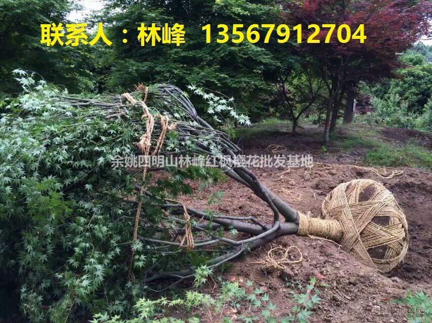 红枫在种植过程中的一些小窍门