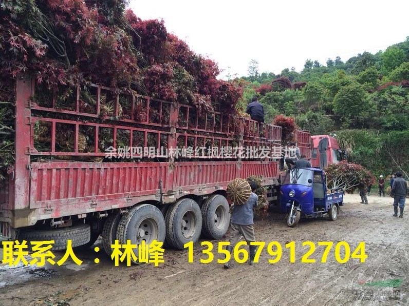 热销全国的中国本地红枫/四明山红枫基地