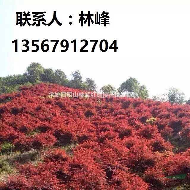 热销全国的中国本地红枫/四明山红枫基地