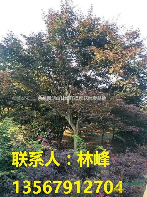 热销全国的中国本地红枫/四明山红枫基地
