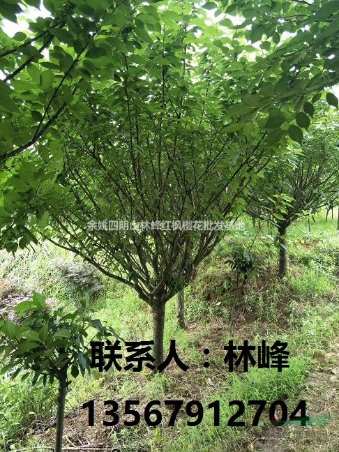 大量精品樱花，早樱，晚樱