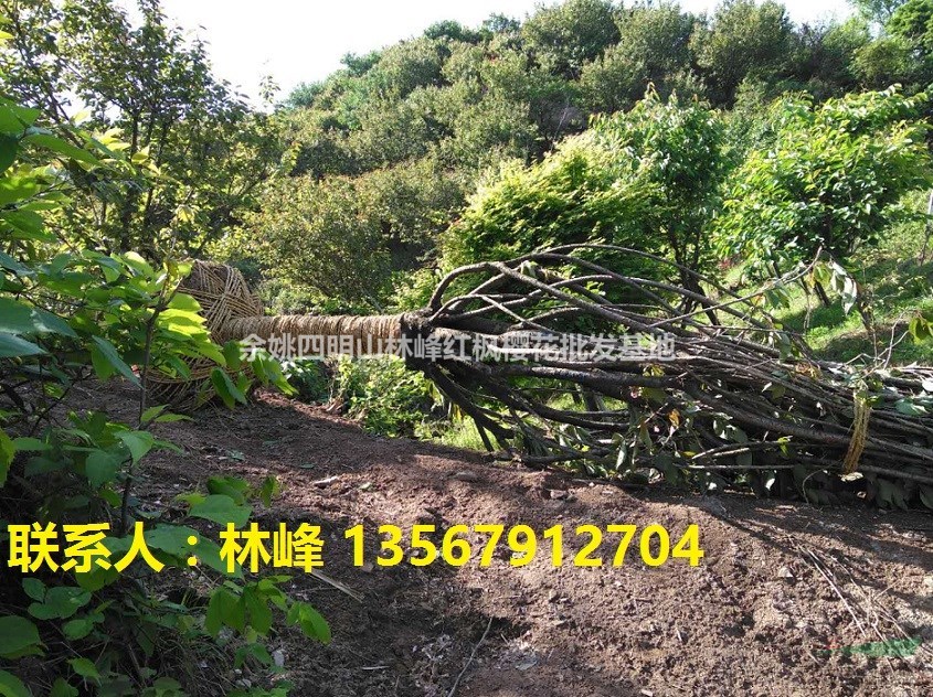 大量精品樱花，早樱，晚樱