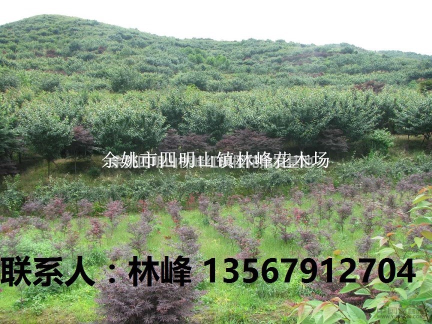 大量供应樱花7-12公分,大甩卖