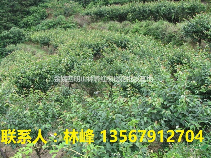 大量供应樱花7-12公分,大甩卖