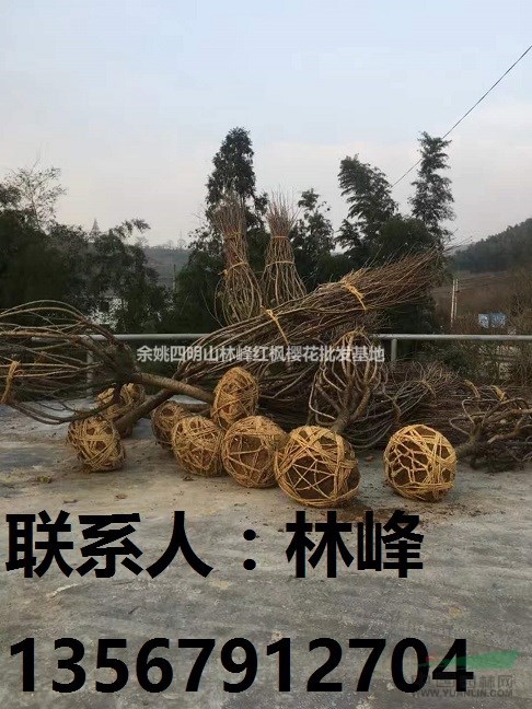 大量供应樱花7-12公分,大甩卖