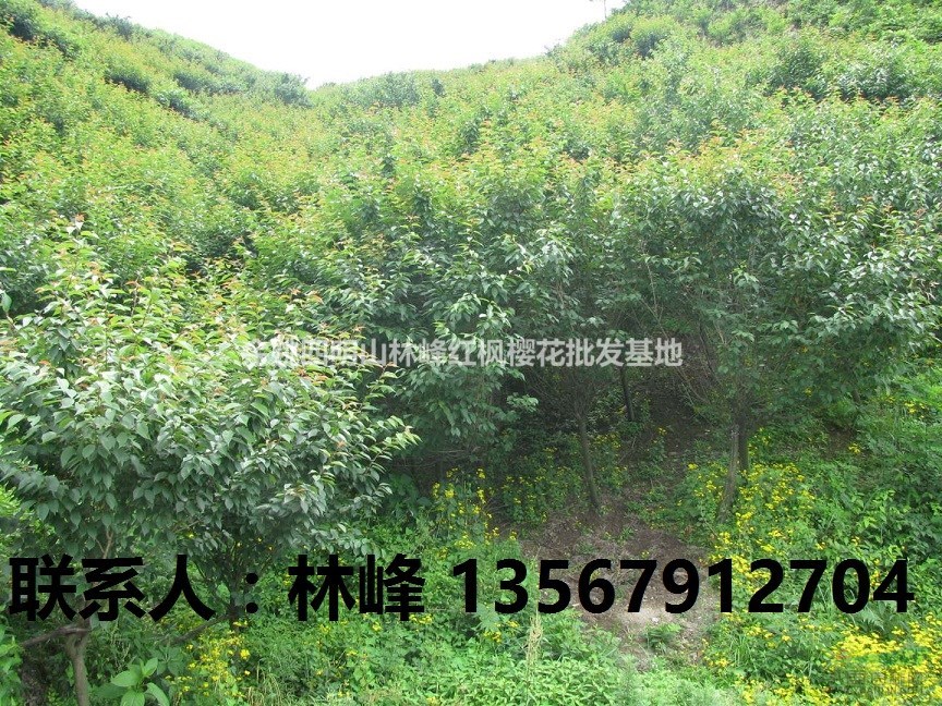 中国的晚樱在哪里