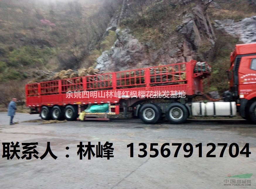 中国的晚樱在哪里