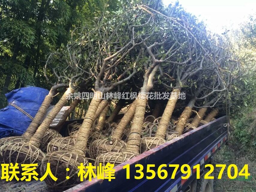 垂丝海棠、垂丝海棠苗、垂丝海棠价格、垂丝海棠实图