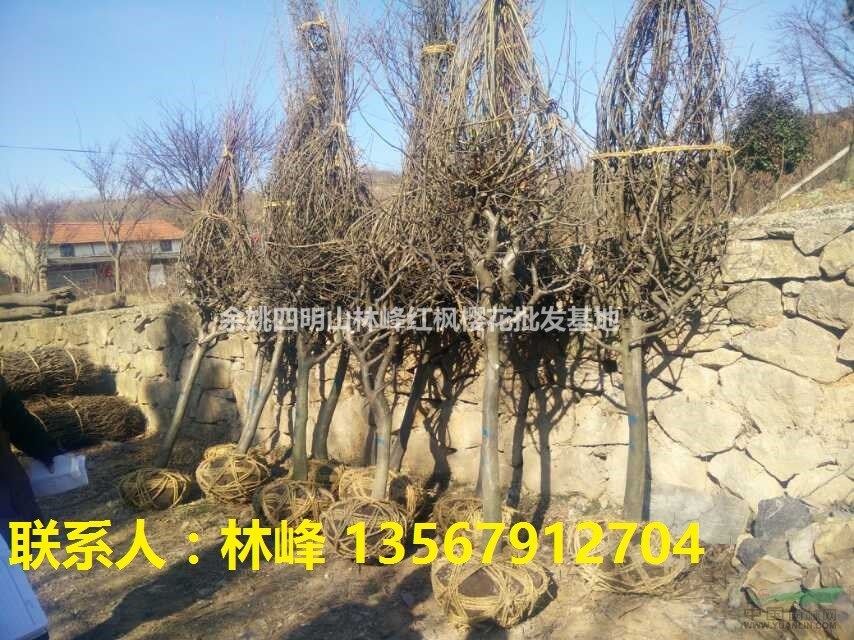 垂丝海棠、垂丝海棠苗、垂丝海棠价格、垂丝海棠实图