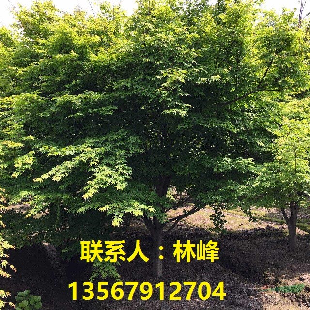 浙江鸡爪槭苗、鸡爪槭小苗价格