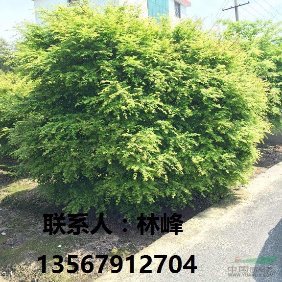 浙江鸡爪槭苗、鸡爪槭小苗价格