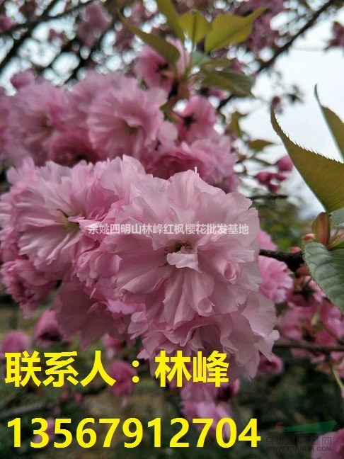 种植樱花的技术/如何种植樱花提高成活率