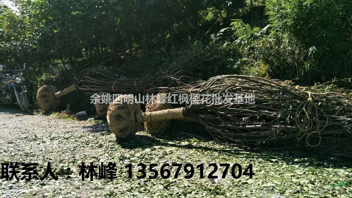 种植樱花的技术/如何种植樱花提高成活率