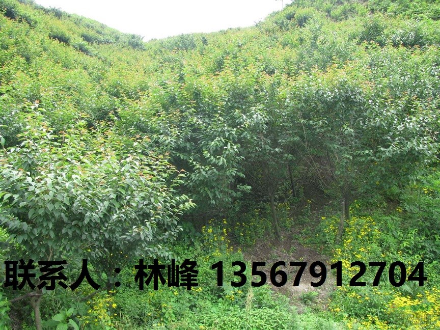 中国优秀供应商樱花/浙江优秀供应商樱花