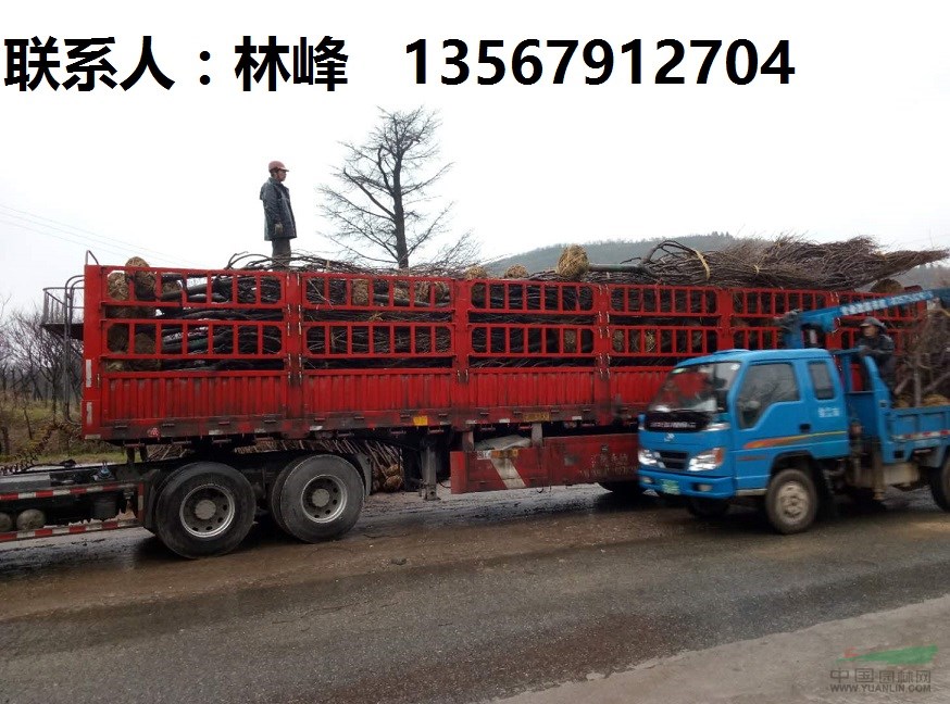 大量精品樱花，早樱，晚樱