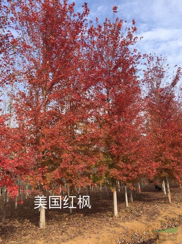 美國紅楓