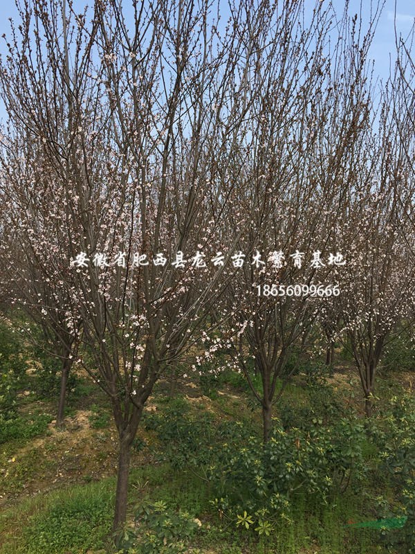 安徽供應(yīng) 精品紅葉李2-15公分