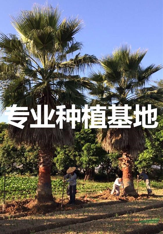 福建華棕價格 福建華棕報價 福建華棕行情 
