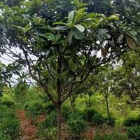 枇杷，琵琶树1-10公分枇杷基地等其他苗木