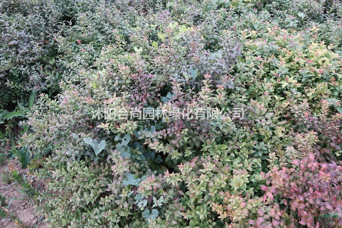 專供金山繡線菊，金焰繡線菊，紅花繡線菊，日本繡線菊。