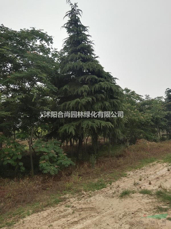 批發雪松,籽播雪松，一級苗，二級苗，雪松基地