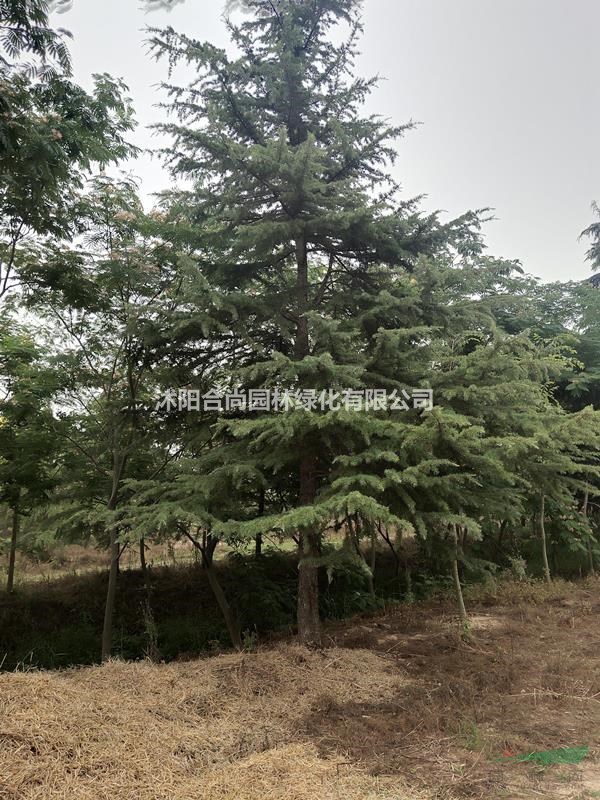 批發雪松,籽播雪松，一級苗，二級苗，雪松基地