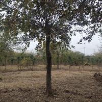 批發樸樹，樸樹基地，3-50公分樸樹