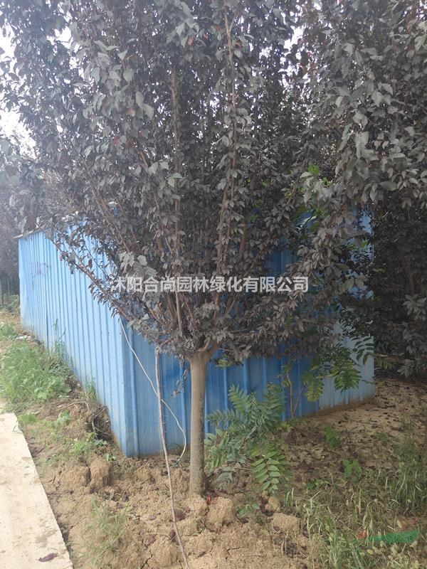 大量紅葉李 紫葉李，樹(shù)形好，規(guī)格齊全