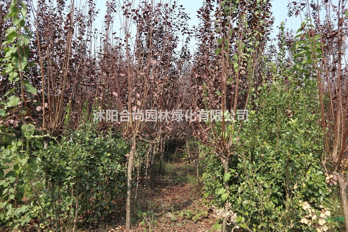 大量紅葉李 紫葉李，樹(shù)形好，規(guī)格齊全