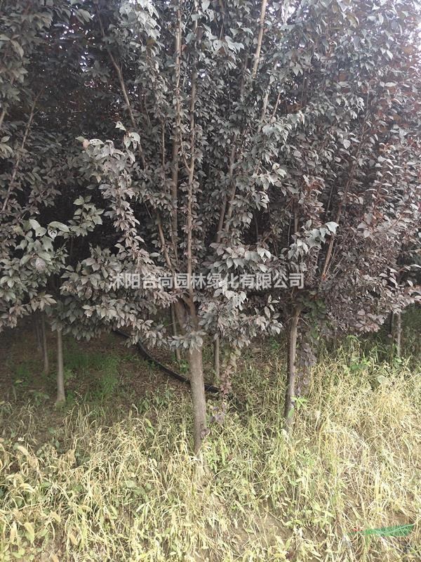 大量紅葉李 紫葉李，樹(shù)形好，規(guī)格齊全