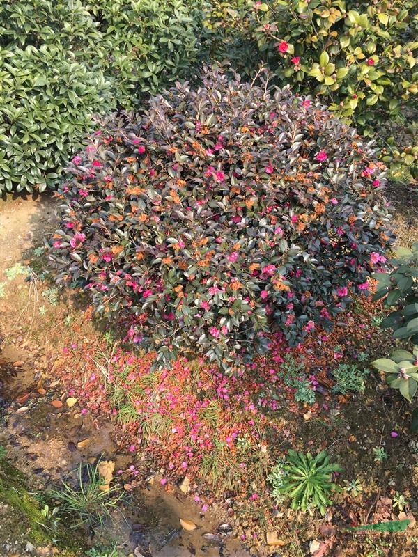 精品茶梅球 叢生及獨桿茶花