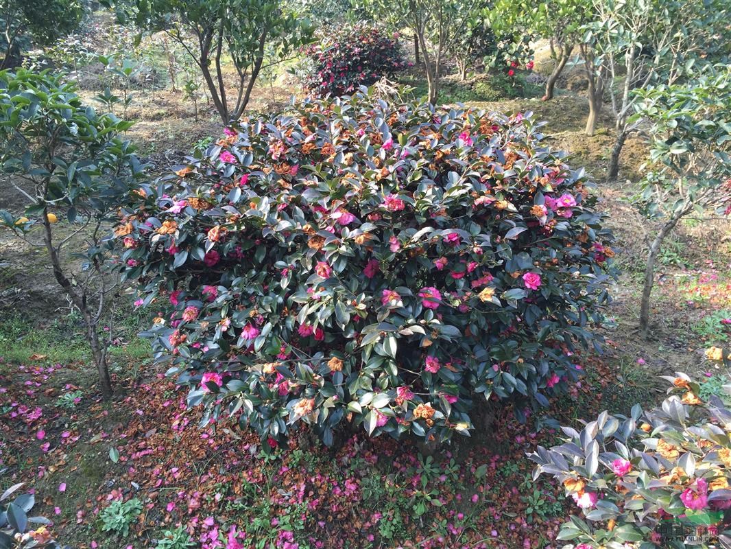 精品茶梅球 叢生及獨桿茶花