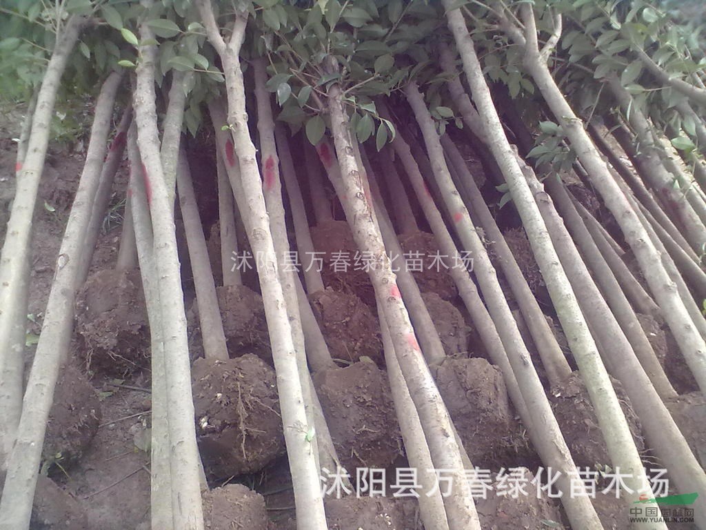 大量批發(fā)全國(guó) 高桿女貞 10-12公分 大葉桿女貞 工程苗