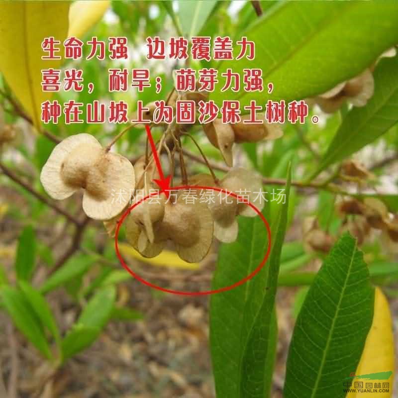 供應(yīng)水保灌木種子-車桑子 坡柳 明油子 鐵掃把
