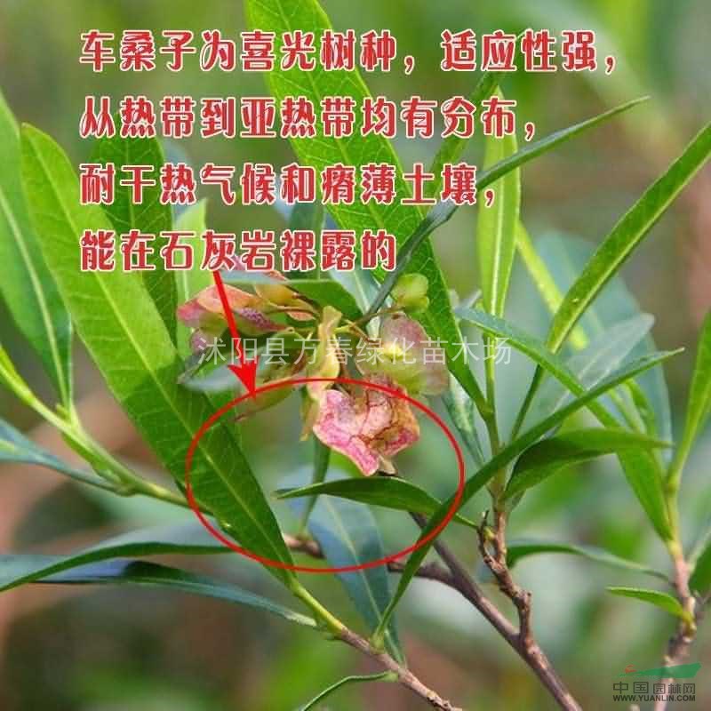 供應(yīng)水保灌木種子-車桑子 坡柳 明油子 鐵掃把