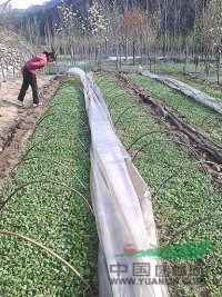 供應(yīng)10--2米嫁接玉蘭苗、辛夷苗，另辛夷、玉蘭芽苗正在火熱