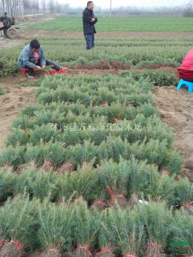 大量銷售 雪松小苗規(guī)格15-35公分高