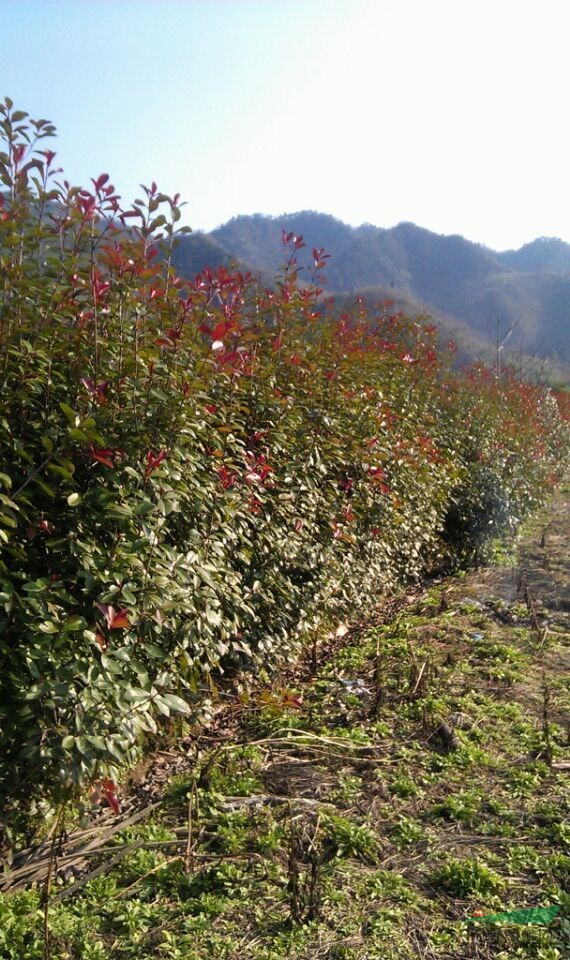紅葉石楠小苗便宜，