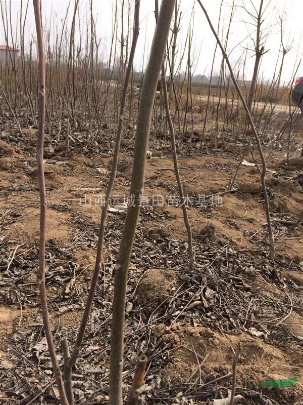 緊急核桃苗價格·山西核桃苗緊急價格·急售核桃小苗價格