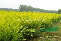 800萬(wàn)棵金葉女貞，灑金柏，蜀檜，紅葉小檗，龍柏