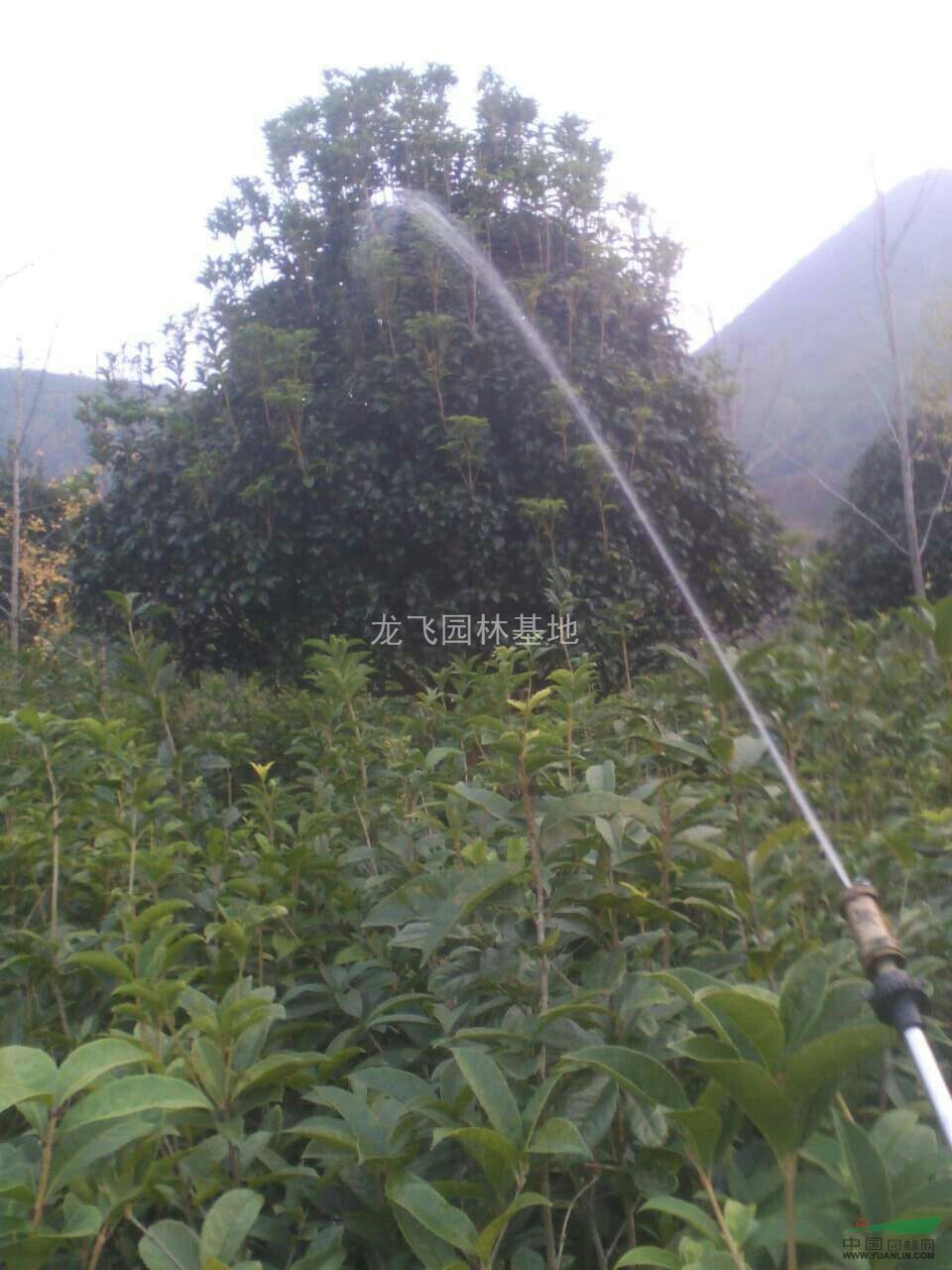 桂花苗、廣西桂花