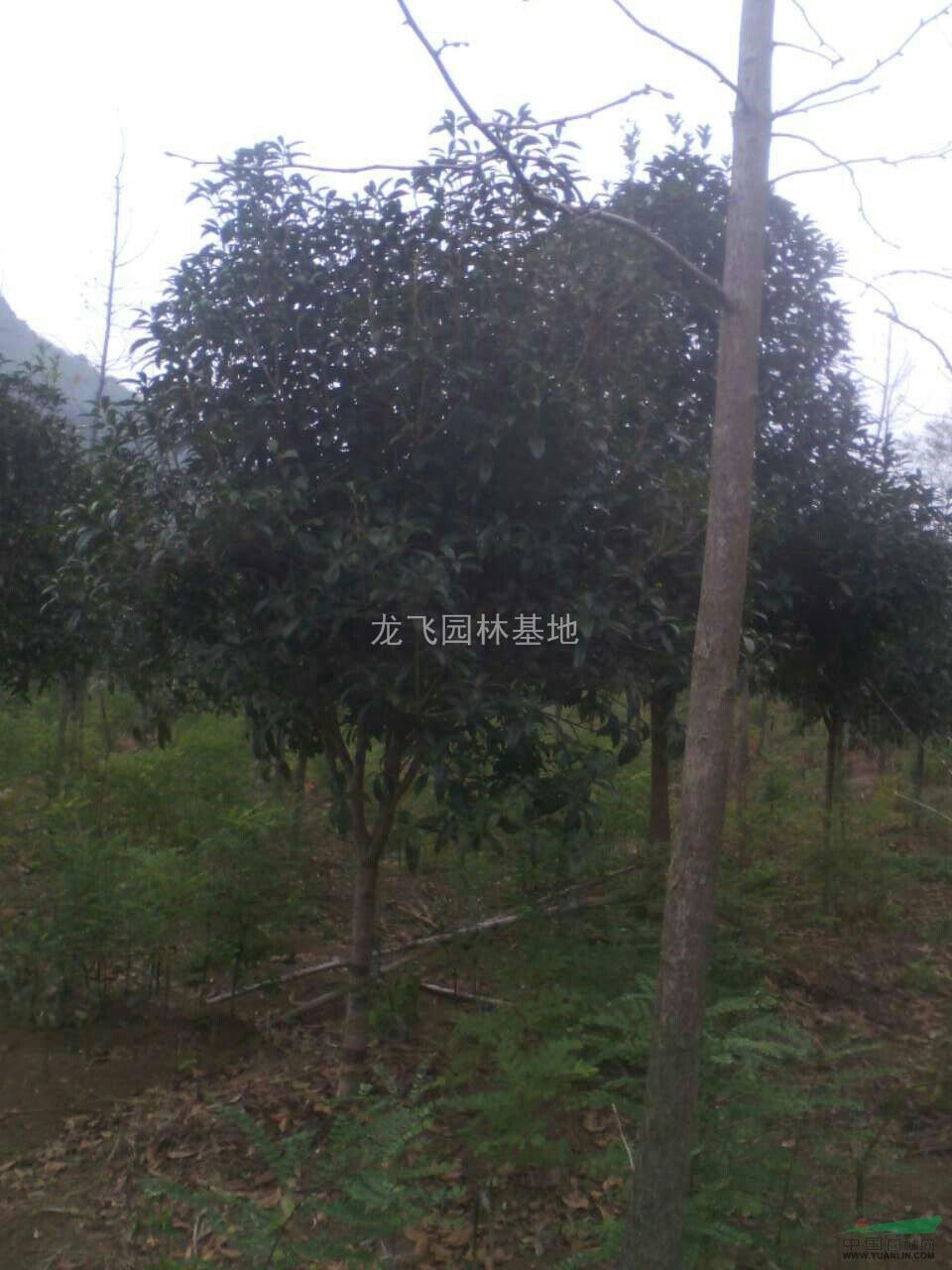 2015桂花價(jià)格、桂花工程用苗