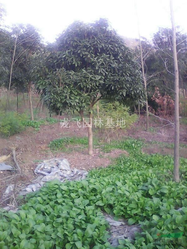 桂花基地--廣西桂花基地