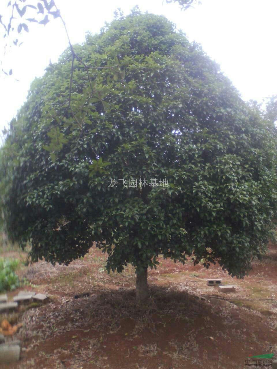 各規(guī)格桂花、桂花小苗