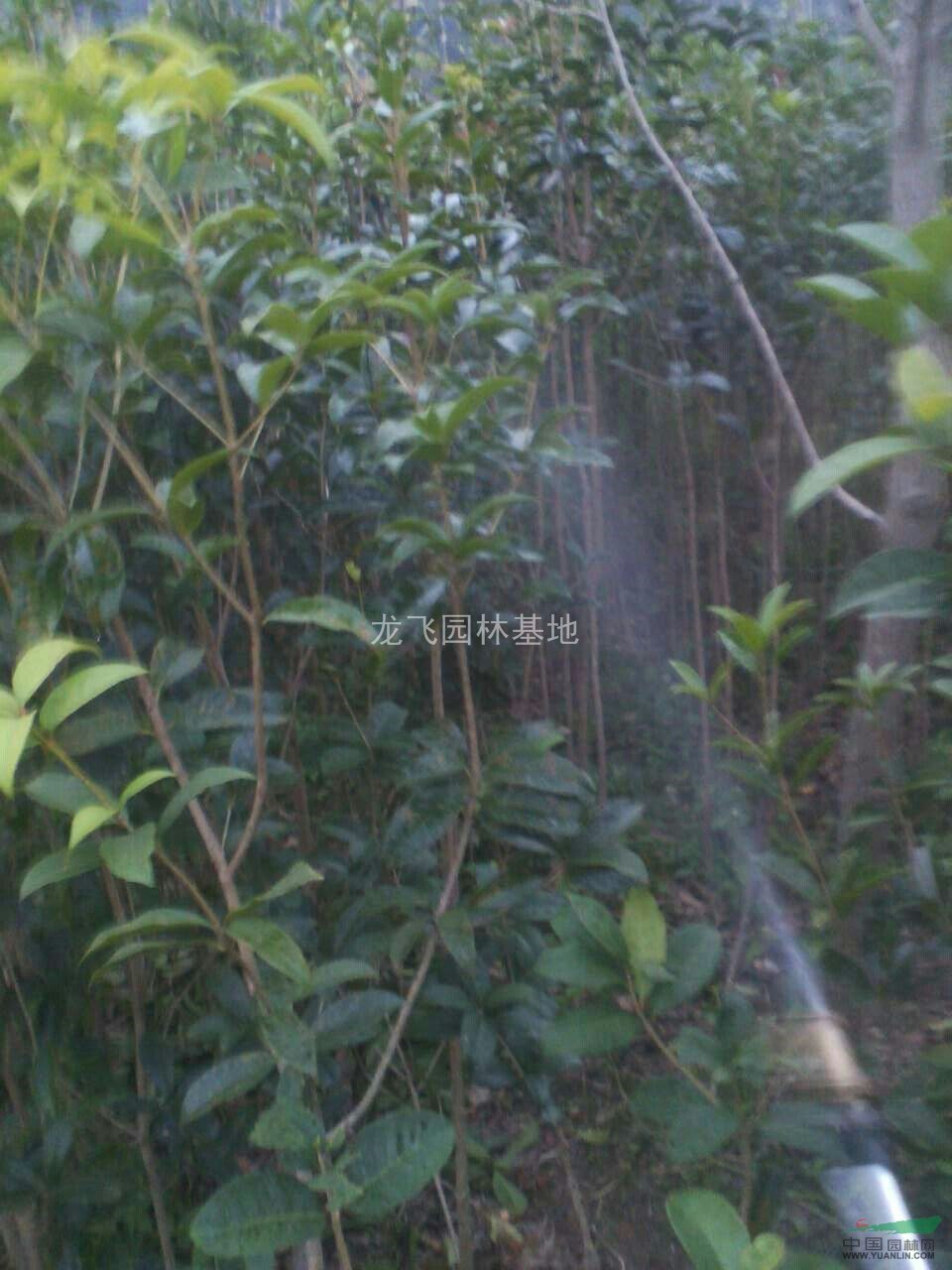 各規(guī)格桂花、桂花小苗