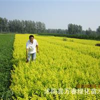 常年批發(fā) 金葉女貞小苗 床苗苗圃直銷量大優(yōu)惠