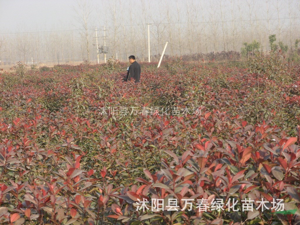 低價供應(yīng) 紅石楠3頭 紅葉石楠苗 紅葉石楠球