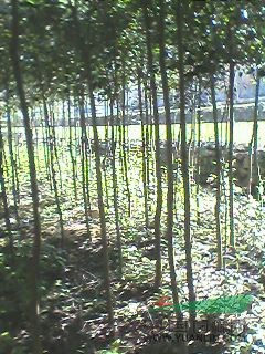紅葉石楠高桿低價(jià)格