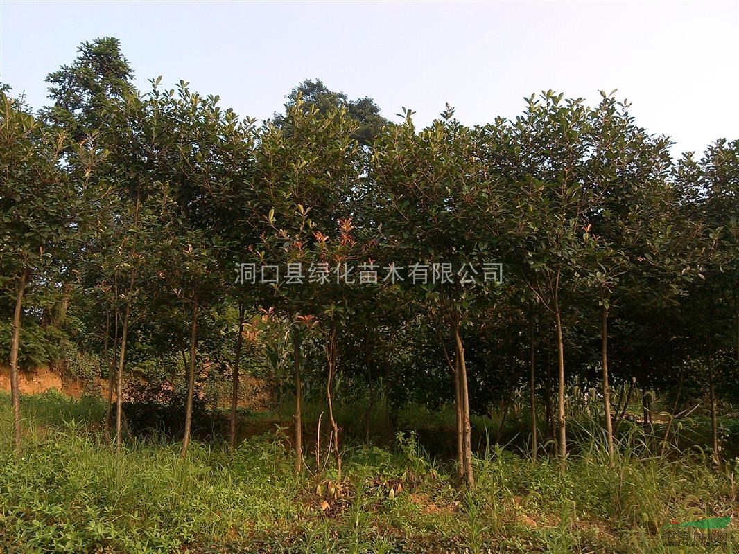 紅葉石楠，湖南紅葉石楠供應(yīng)，紅葉石楠價(jià)格