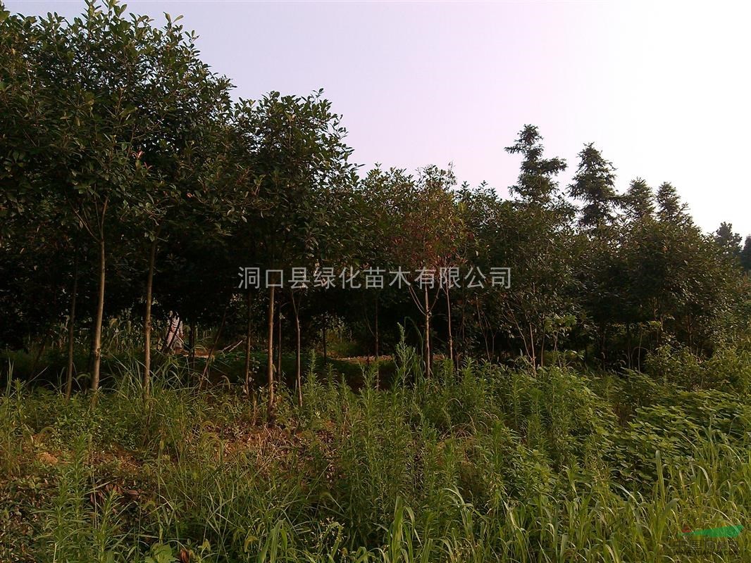 紅葉石楠，湖南紅葉石楠供應(yīng)，紅葉石楠價(jià)格